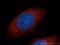 Eukaryotic Translation Initiation Factor 5B antibody, 13527-1-AP, Proteintech Group, Immunofluorescence image 
