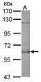 FA Complementation Group E antibody, PA5-29097, Invitrogen Antibodies, Western Blot image 