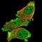 Cytoskeleton-associated protein 2-like antibody, PA5-59048, Invitrogen Antibodies, Immunofluorescence image 