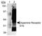 Dopamine Receptor D5 antibody, NB110-60019, Novus Biologicals, Western Blot image 