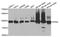Phosphofructokinase, Muscle antibody, orb167383, Biorbyt, Western Blot image 