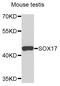 SRY-Box 17 antibody, abx127056, Abbexa, Western Blot image 
