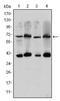 CREB Regulated Transcription Coactivator 3 antibody, AM06581SU-N, Origene, Western Blot image 