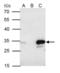 BCL10 Immune Signaling Adaptor antibody, GTX112744, GeneTex, Immunoprecipitation image 