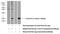Chromosome 14 Open Reading Frame 119 antibody, 26141-1-AP, Proteintech Group, Western Blot image 
