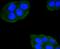 FAS antibody, A00055-1, Boster Biological Technology, Immunocytochemistry image 