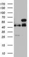 Required For Meiotic Nuclear Division 5 Homolog A antibody, TA803152S, Origene, Western Blot image 