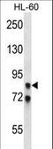 p82 antibody, LS-C156205, Lifespan Biosciences, Western Blot image 
