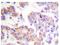 Anaphase Promoting Complex Subunit 1 antibody, AP20205PU-N, Origene, Immunohistochemistry frozen image 