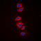 Ribosomal Protein S6 antibody, LS-C358300, Lifespan Biosciences, Immunofluorescence image 
