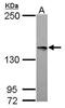 Serine/Threonine Kinase 10 antibody, PA5-29403, Invitrogen Antibodies, Western Blot image 