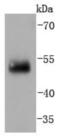 Interferon Regulatory Factor 2 antibody, NBP2-67870, Novus Biologicals, Western Blot image 