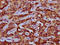 Peroxisomal Biogenesis Factor 11 Alpha antibody, LS-C681026, Lifespan Biosciences, Immunohistochemistry paraffin image 