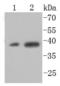 X-Box Binding Protein 1 antibody, NBP2-66789, Novus Biologicals, Western Blot image 
