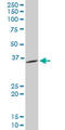 PPA1 antibody, LS-C197957, Lifespan Biosciences, Western Blot image 