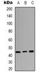 Jun Proto-Oncogene, AP-1 Transcription Factor Subunit antibody, orb338926, Biorbyt, Western Blot image 