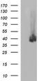 PD-L1 antibody, CF507086, Origene, Western Blot image 