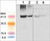 F-Box Protein 32 antibody, AP2041, ECM Biosciences, Western Blot image 