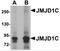 Probable JmjC domain-containing histone demethylation protein 2C antibody, 5371, ProSci, Western Blot image 