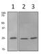 RAB4A, Member RAS Oncogene Family antibody, ab108974, Abcam, Western Blot image 