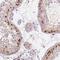 ETS2 Repressor Factor antibody, HPA067952, Atlas Antibodies, Immunohistochemistry frozen image 