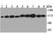 Ring Finger Protein 40 antibody, NBP2-76887, Novus Biologicals, Western Blot image 
