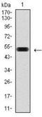 Pancreatic And Duodenal Homeobox 1 antibody, NBP2-37504, Novus Biologicals, Western Blot image 