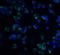 Stromal Interaction Molecule 1 antibody, LS-B1408, Lifespan Biosciences, Immunofluorescence image 