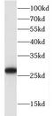 Peptidyl-prolyl cis-trans isomerase FKBP14 antibody, FNab03135, FineTest, Western Blot image 