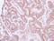 Neural EGFL Like 1 antibody, NBP2-19511, Novus Biologicals, Immunohistochemistry frozen image 