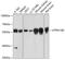 ATPase H+ Transporting V1 Subunit B2 antibody, 19-149, ProSci, Western Blot image 