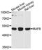 MAF BZIP Transcription Factor B antibody, orb373048, Biorbyt, Western Blot image 