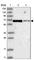 Homeobox And Leucine Zipper Encoding antibody, HPA036317, Atlas Antibodies, Western Blot image 