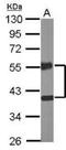 Nuclear Receptor Subfamily 2 Group F Member 2 antibody, NBP1-31980, Novus Biologicals, Western Blot image 