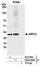 Actin Related Protein 2/3 Complex Subunit 2 antibody, A305-394A, Bethyl Labs, Immunoprecipitation image 