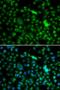 Myosin Light Chain Kinase 3 antibody, orb373447, Biorbyt, Immunofluorescence image 