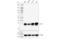 14-3-3 beta antibody, 95422S, Cell Signaling Technology, Western Blot image 
