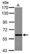 DDX19B antibody, GTX115611, GeneTex, Western Blot image 