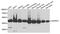 Ubiquinol-Cytochrome C Reductase Core Protein 2 antibody, abx003091, Abbexa, Western Blot image 