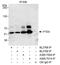 Phosphatidylinositol-3,4,5-trisphosphate 3-phosphatase and dual-specificity protein phosphatase PTEN antibody, A300-700A, Bethyl Labs, Immunoprecipitation image 