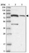 Sodium- and chloride-dependent betaine transporter antibody, PA5-57099, Invitrogen Antibodies, Western Blot image 