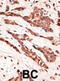 Lysophosphatidic acid receptor 2 antibody, abx032699, Abbexa, Immunohistochemistry frozen image 