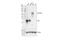 SSX Family Member 1 antibody, 23855S, Cell Signaling Technology, Western Blot image 