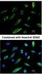 HA tag antibody, NBP2-21581, Novus Biologicals, Immunofluorescence image 