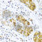 C-C Motif Chemokine Ligand 8 antibody, A6977, ABclonal Technology, Immunohistochemistry paraffin image 