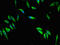 Microtubule Associated Protein 10 antibody, LS-C398647, Lifespan Biosciences, Immunofluorescence image 