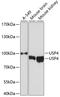 Ubiquitin carboxyl-terminal hydrolase 4 antibody, A04324, Boster Biological Technology, Western Blot image 