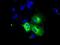 Vesicle Amine Transport 1 Like antibody, NBP2-02485, Novus Biologicals, Immunofluorescence image 