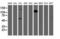 Docking Protein 7 antibody, NBP2-02073, Novus Biologicals, Western Blot image 