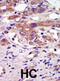 Ribosomal Protein S6 Kinase A6 antibody, abx033780, Abbexa, Immunohistochemistry frozen image 